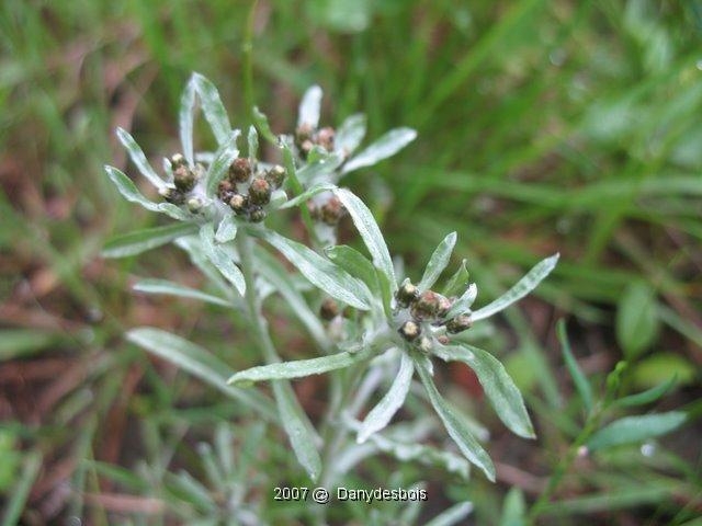 Gnafalium Uliginosum